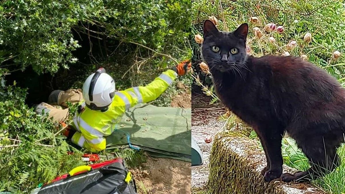 Donna anziana salva grazie al gatto