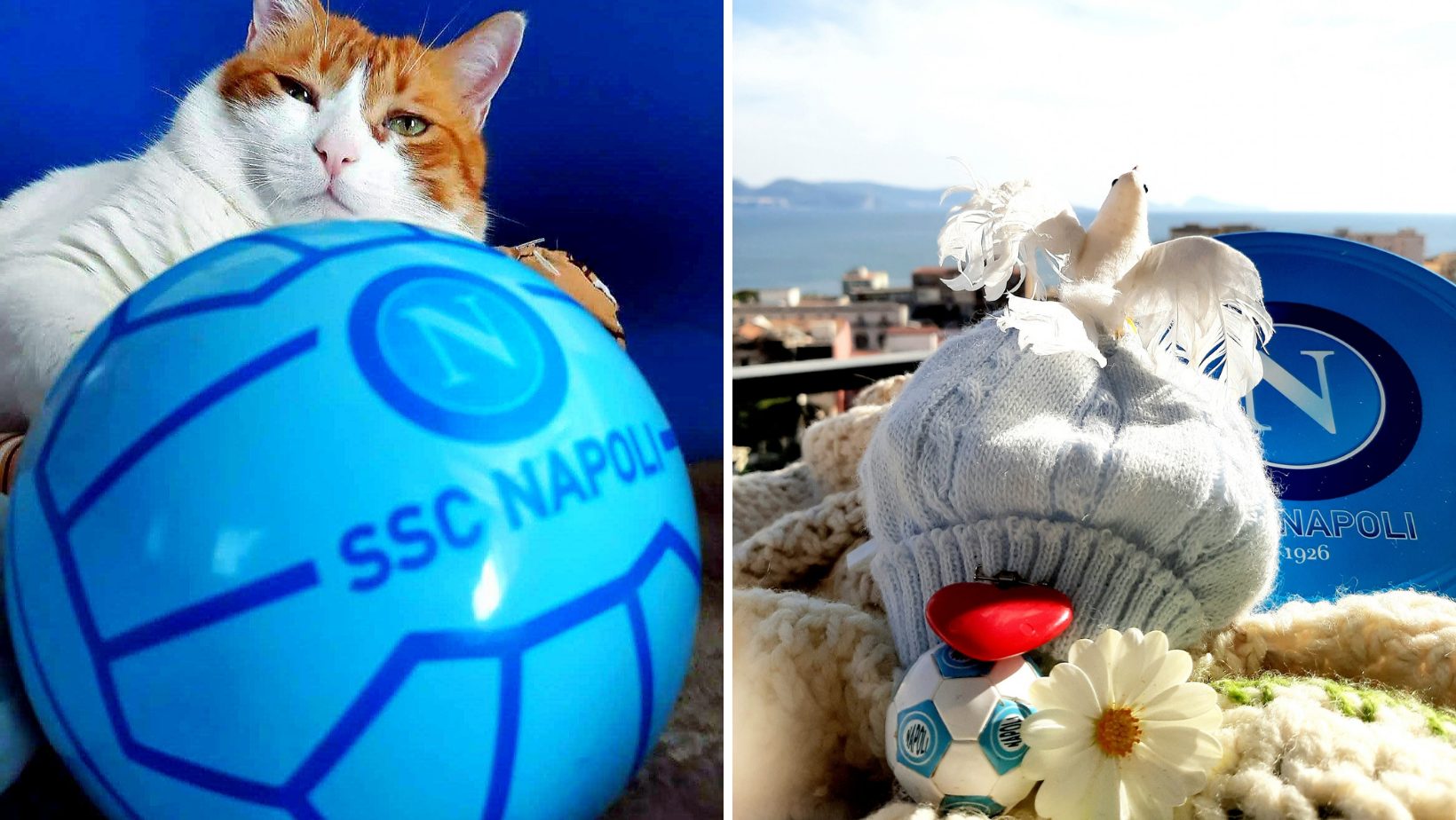 Edùard, il gatto tifoso del Napoli è morto