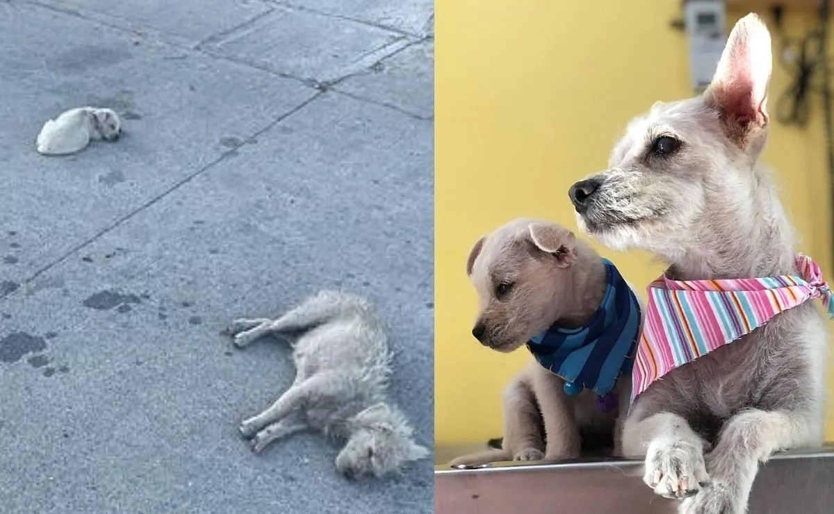 Mamma cane e cucciolo dormono sull'asfalto