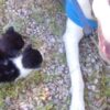 Gattini abbandonati salvati da un cane
