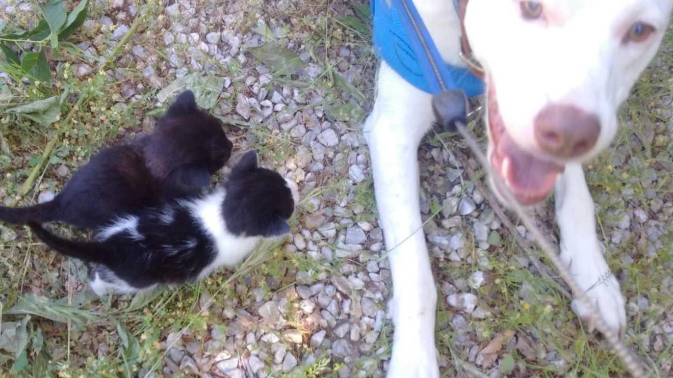 Gattini abbandonati salvati da un cane
