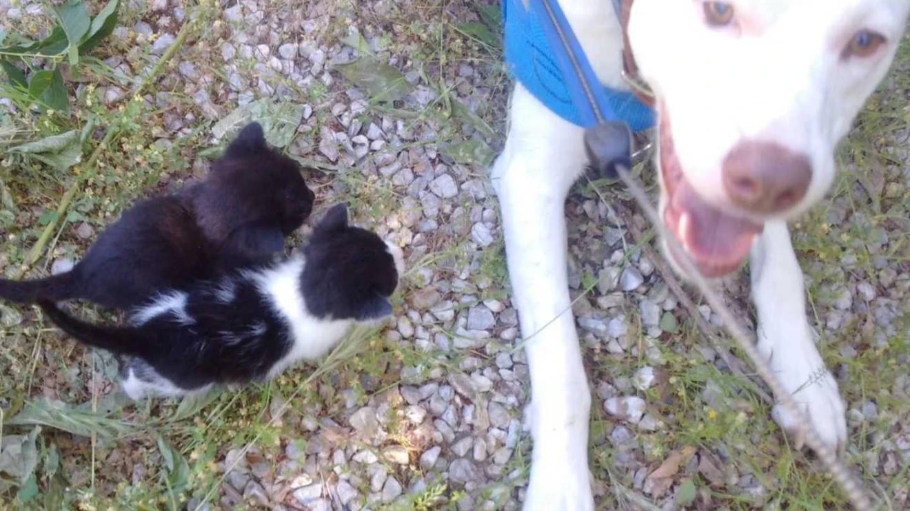 Abandoned kittens rescued by a dog