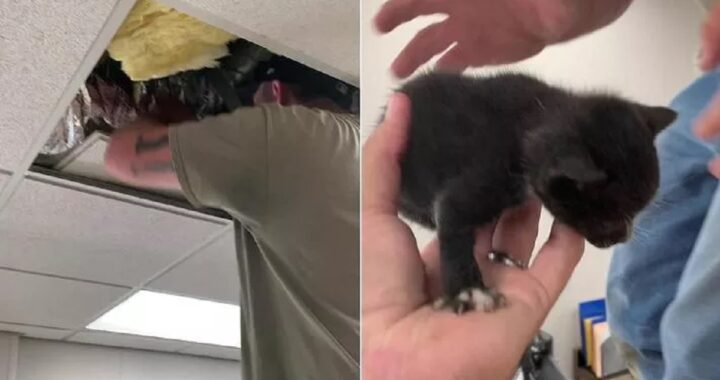 Gattini appena nati nel soffitto della scuola