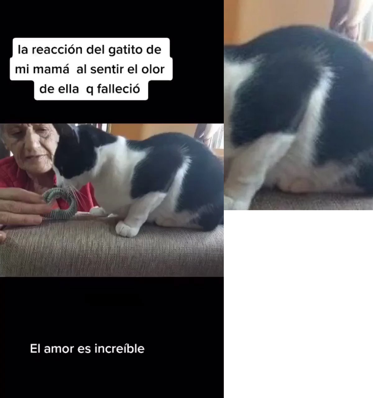 gatto su TikTok