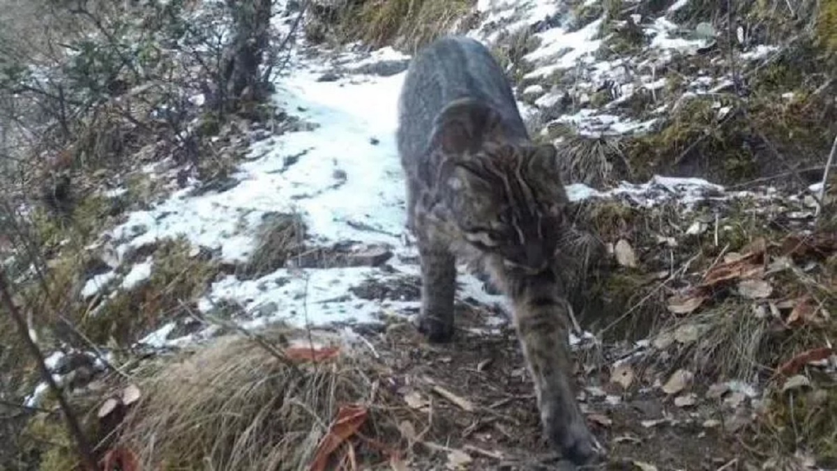 Gatto dorato avvistato in Tibet