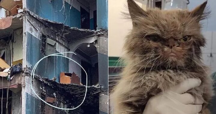 Gatto salvato in Ucraina