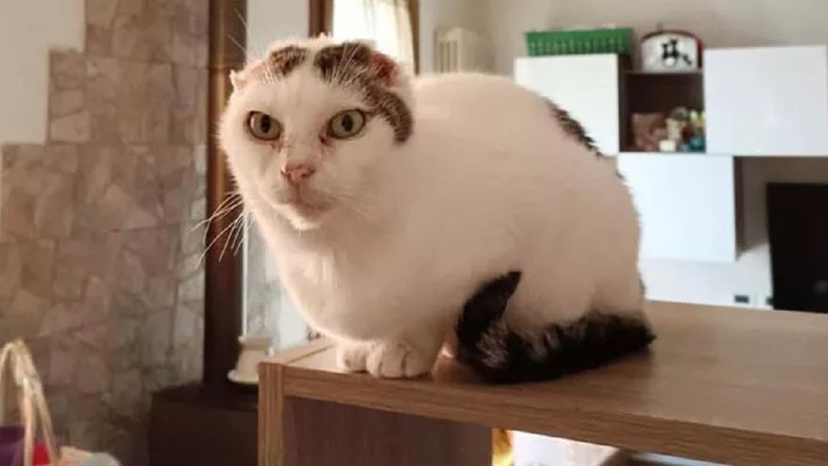 cat without ears