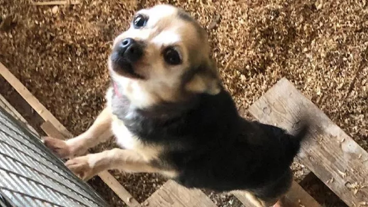 Sick elderly dog ​​locked up in a cage