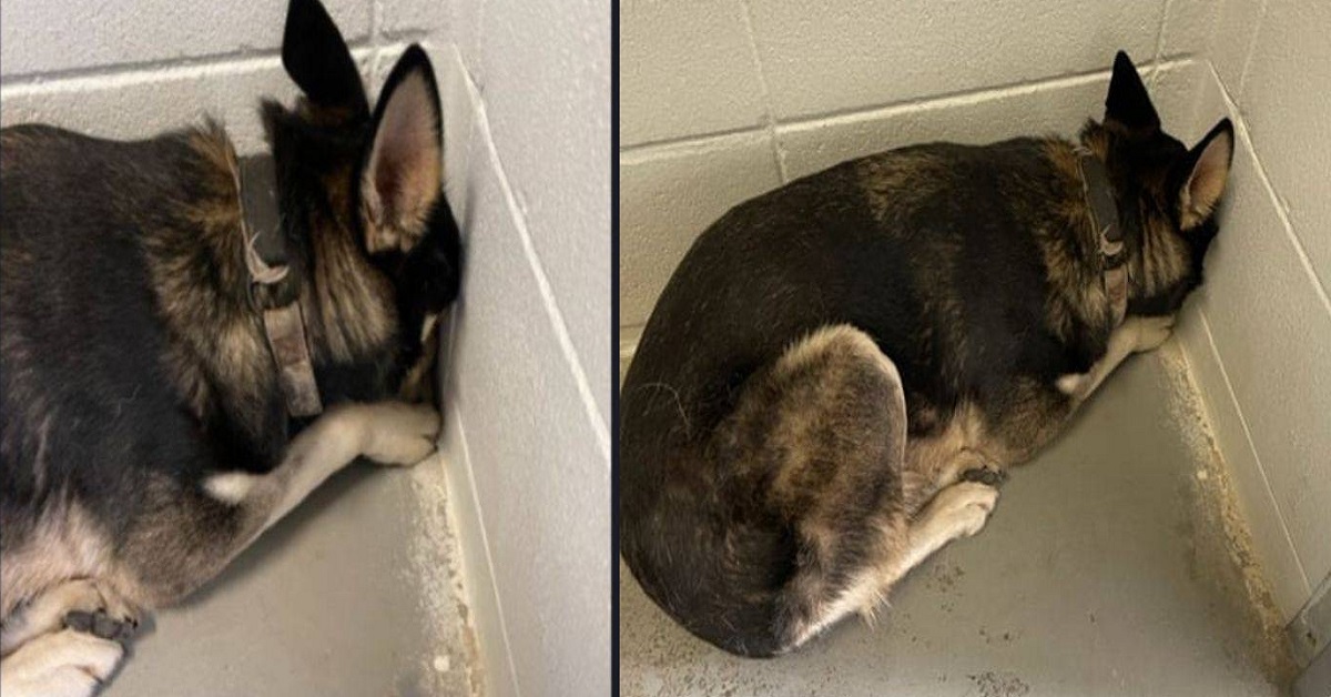 Cane salvato nasconde la testa in un angolo del box