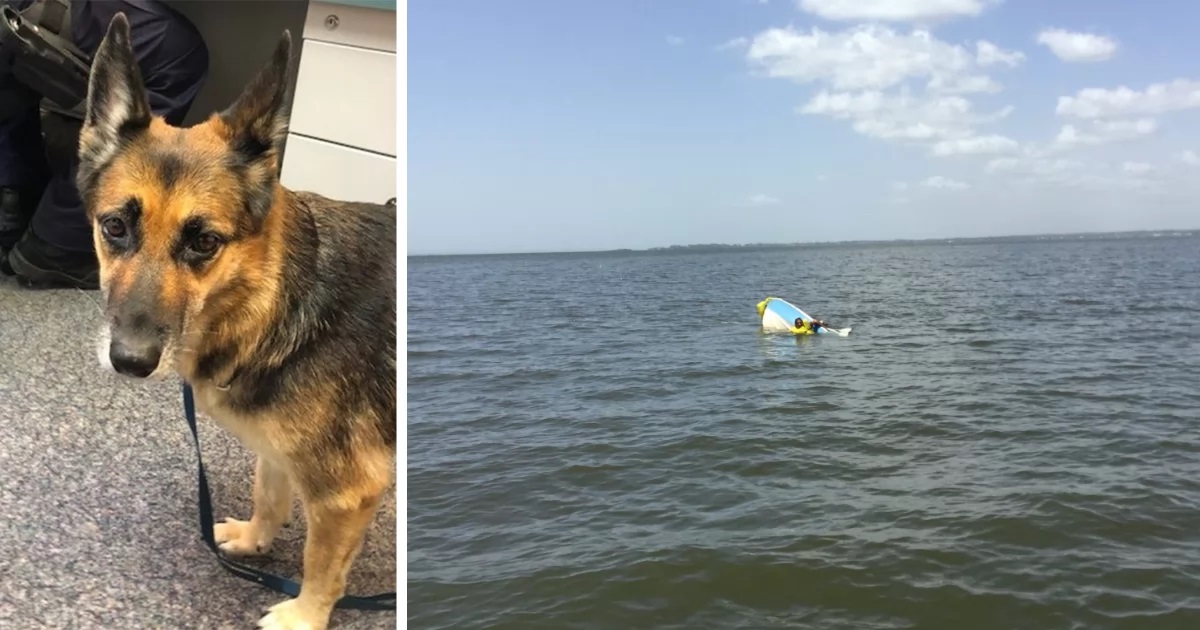 German Shepherd in the water for 11 hours