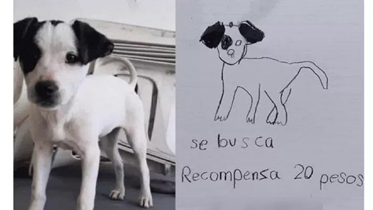 ritrovare il cane smarrito