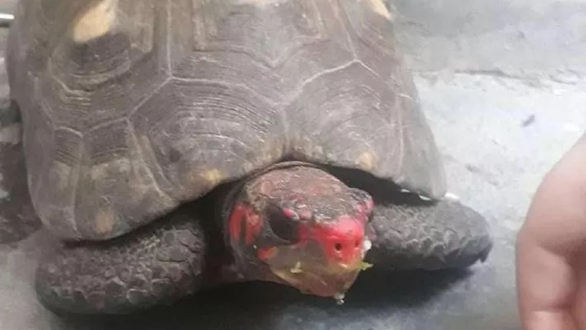Missing turtle found after 30 years in the attic of the house