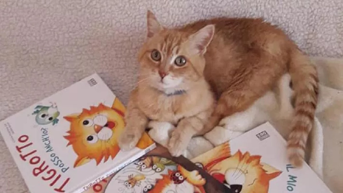 illustrated book cat loved by children