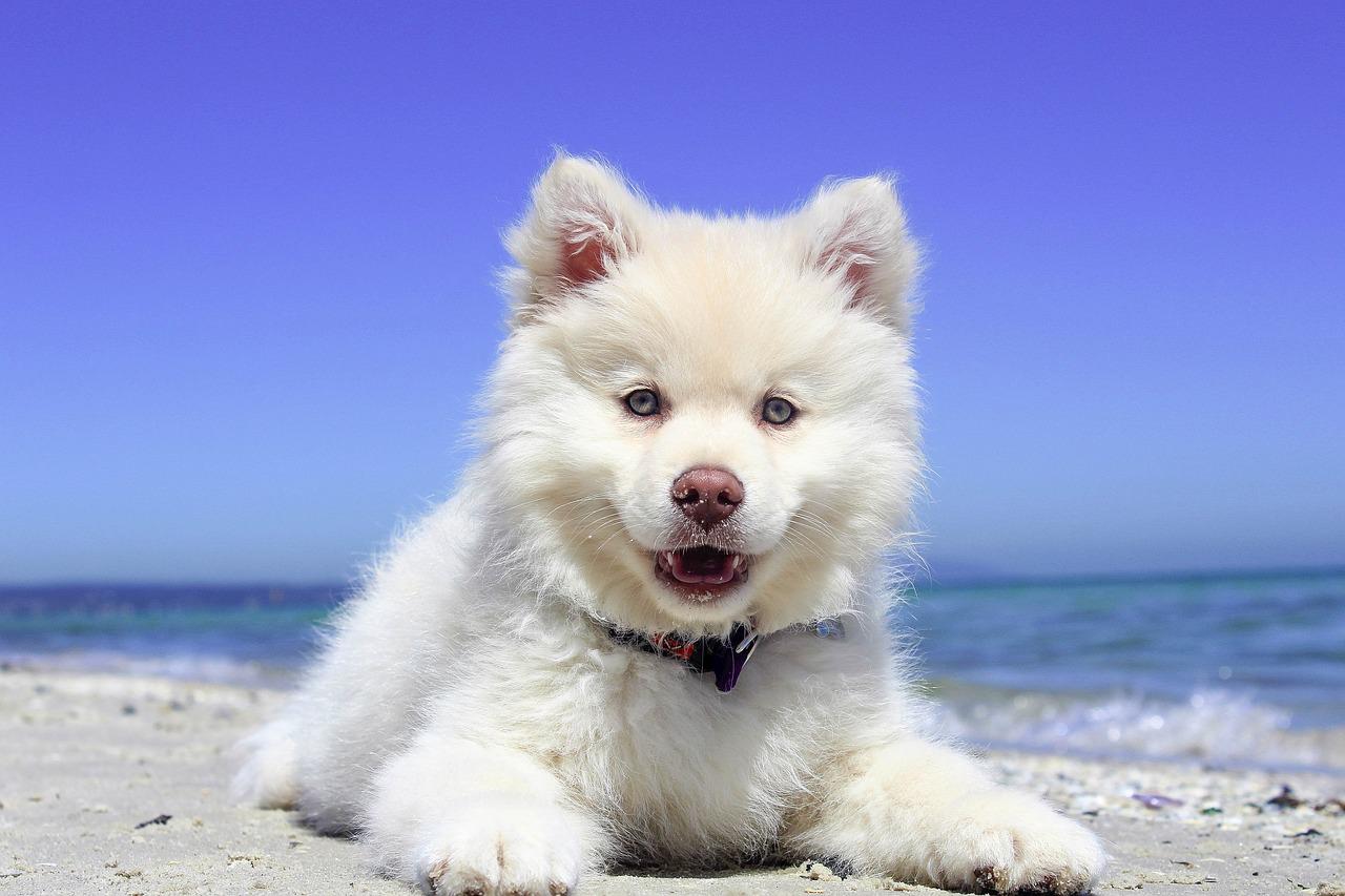 Perché non devi tosare il pelo del cane?