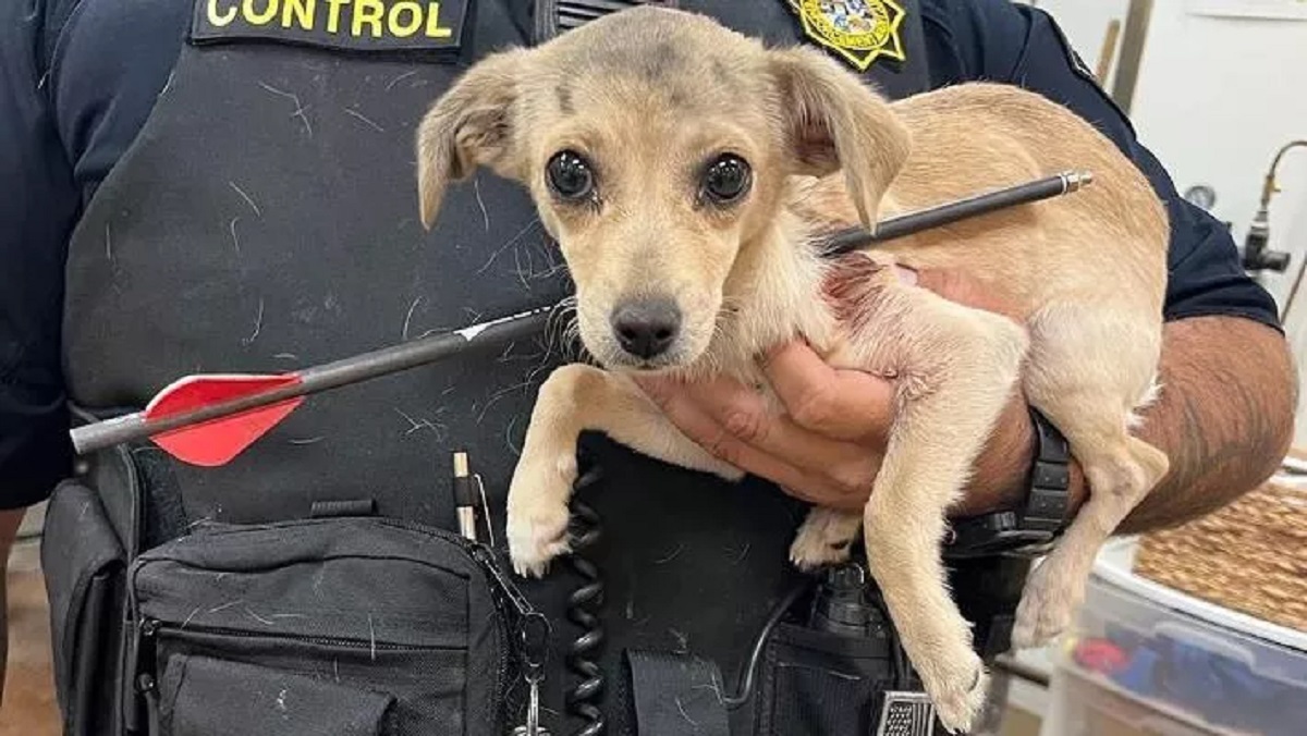 Cucciolo di cane con freccia al collo