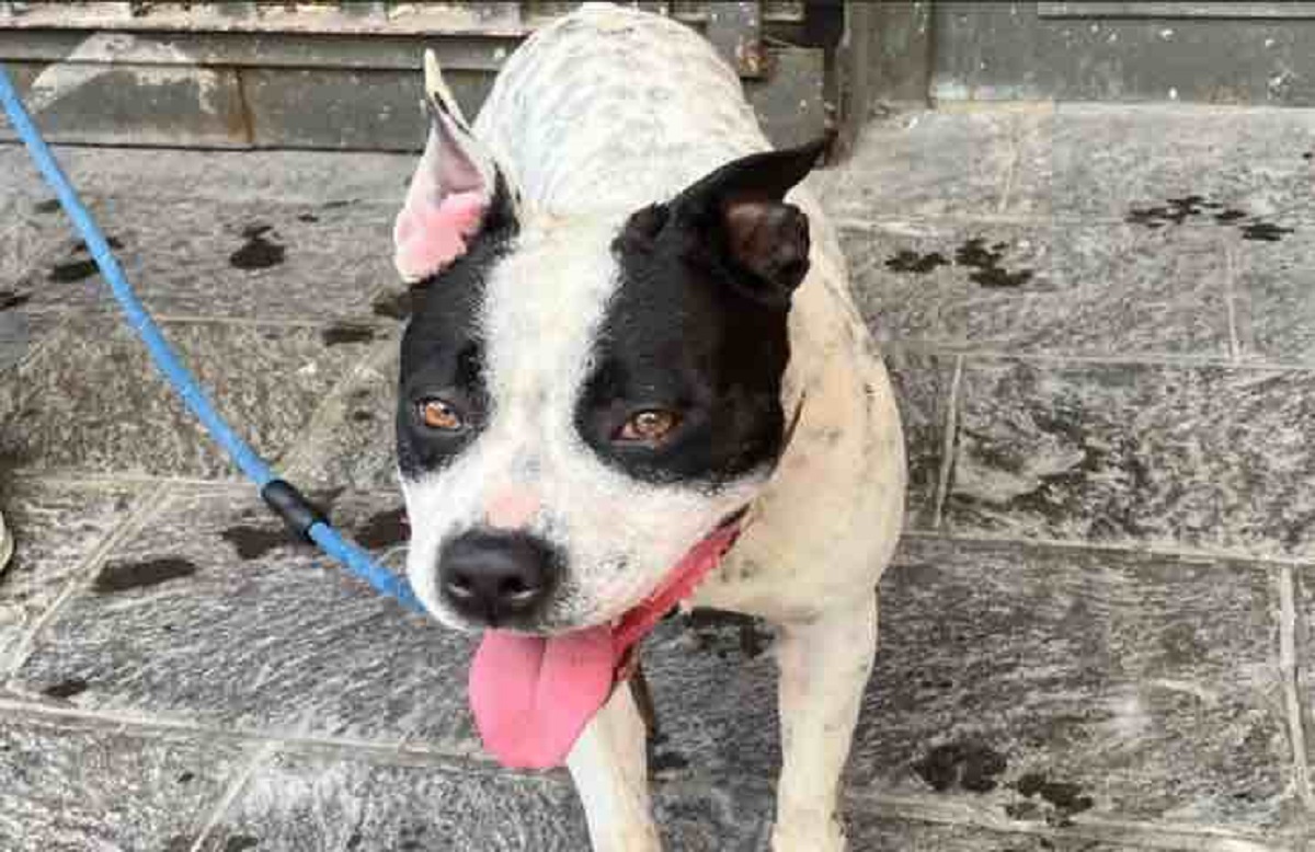 Dog tied and abandoned in the sun