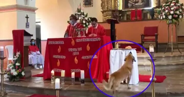 Cane randagio ruba il pane durante la messa