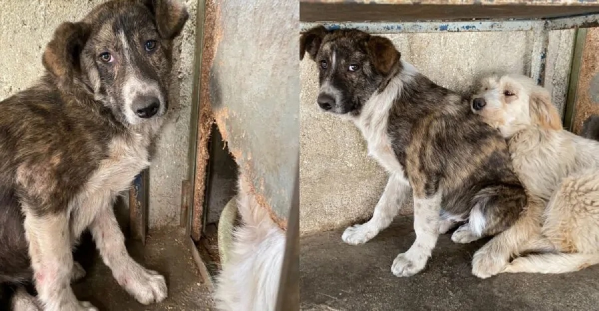 Cucciolo ripescato dal canale