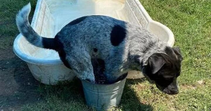 Cane preferisce il suo vecchio secchio alla piscinetta