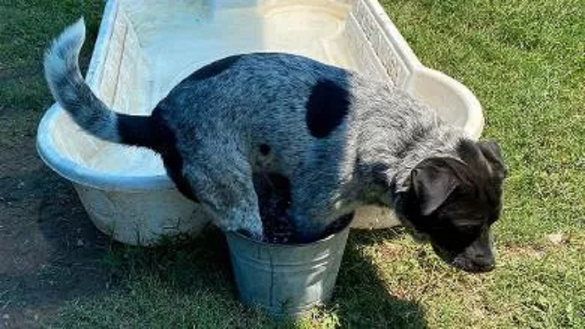 Cane preferisce il suo vecchio secchio alla piscinetta