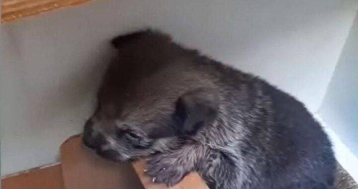Cucciola abbandonata in una scatola di legno