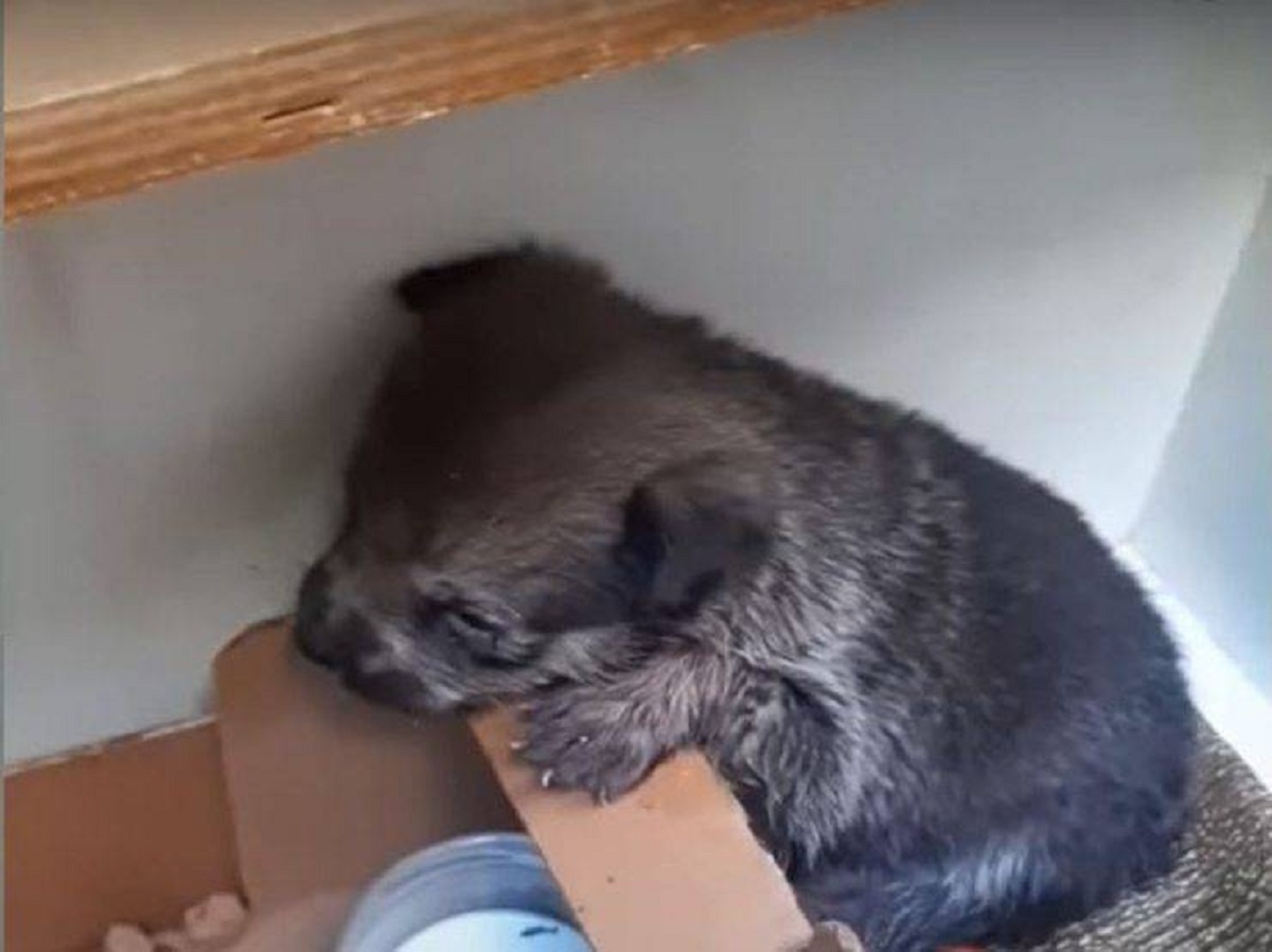 Cucciola abbandonata in una scatola di legno piange cercando la sua mamma