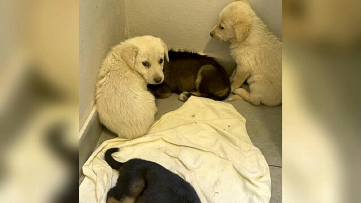 Cuccioli abbandonati sotto il sole ad Agrigento