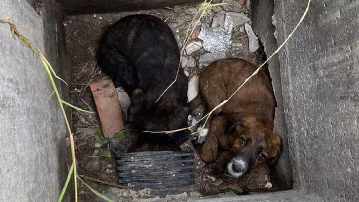 Puppies trapped in the Sassari cemetery