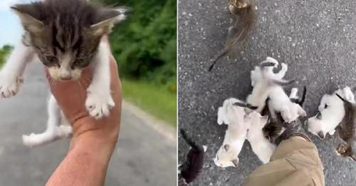 Gattino salvato da un uomo in strada: ma lui non è da solo