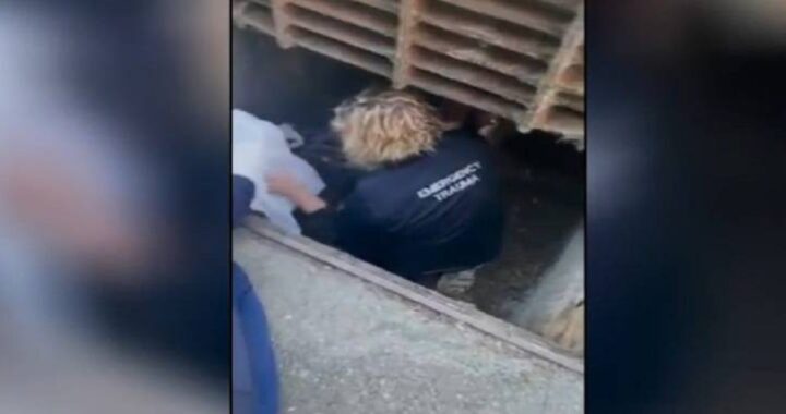 Infermiere salvano un gattino
