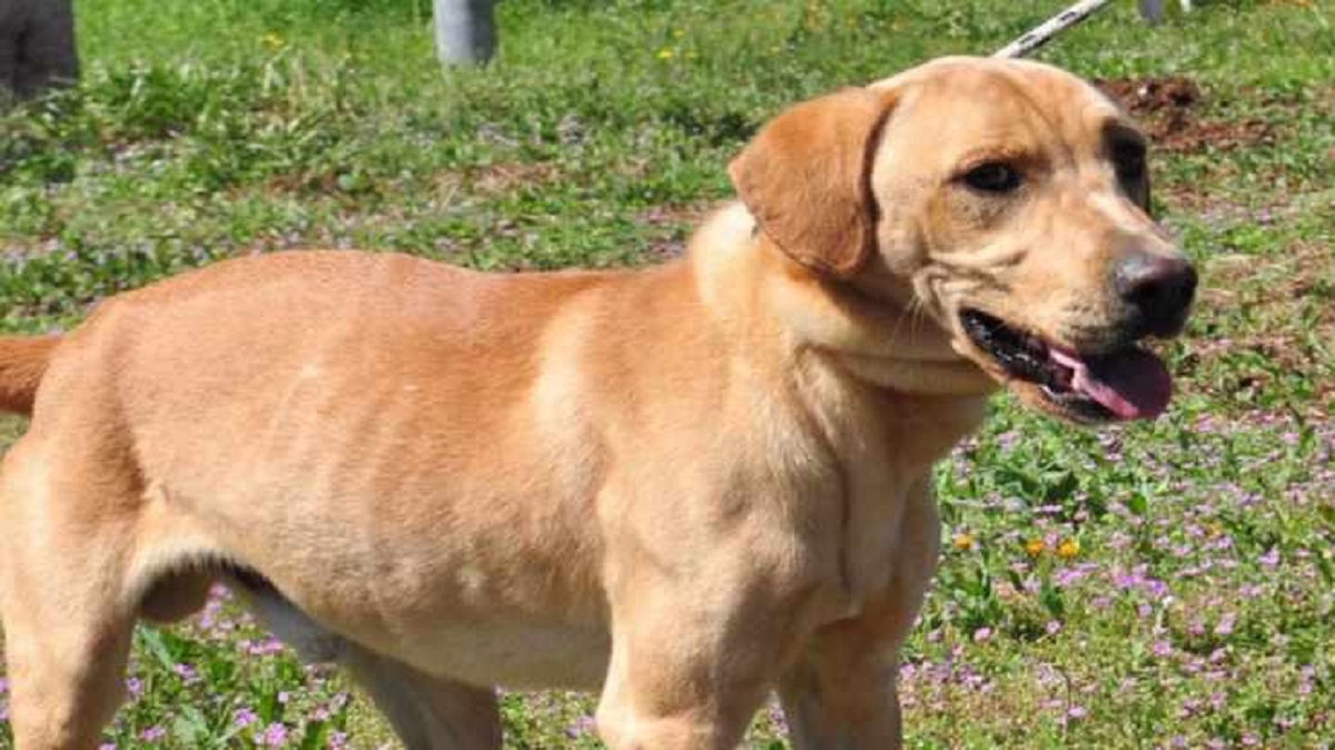 Cane abbandonato due volte