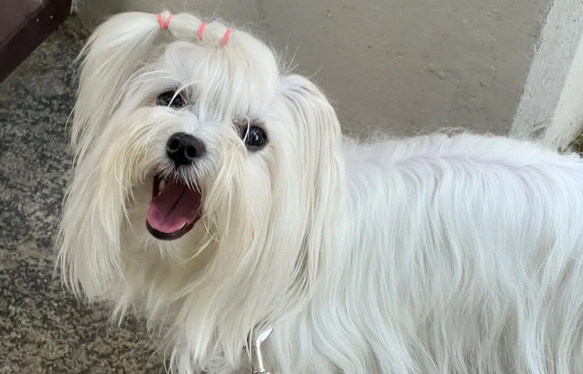 Cagnolina aiuta la proprietaria sofferente