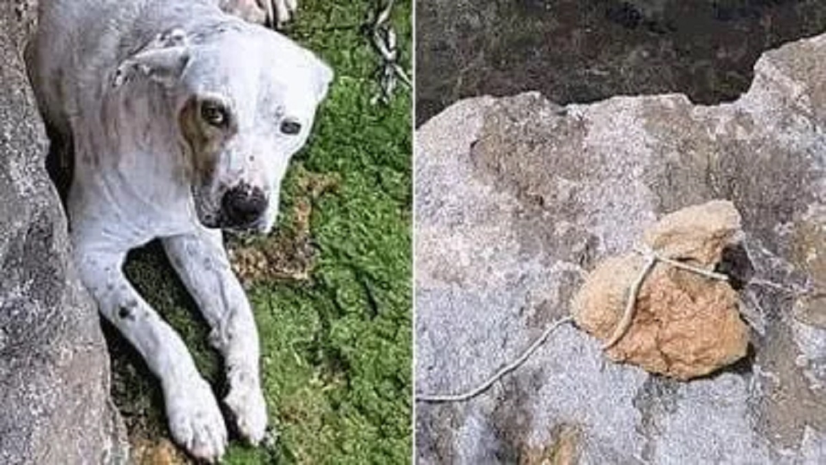 Cane gettato in mare con una pietra legata al collo