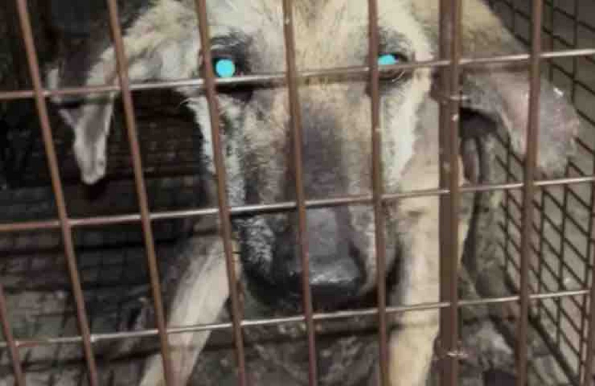 cane abbandonato con una giacca