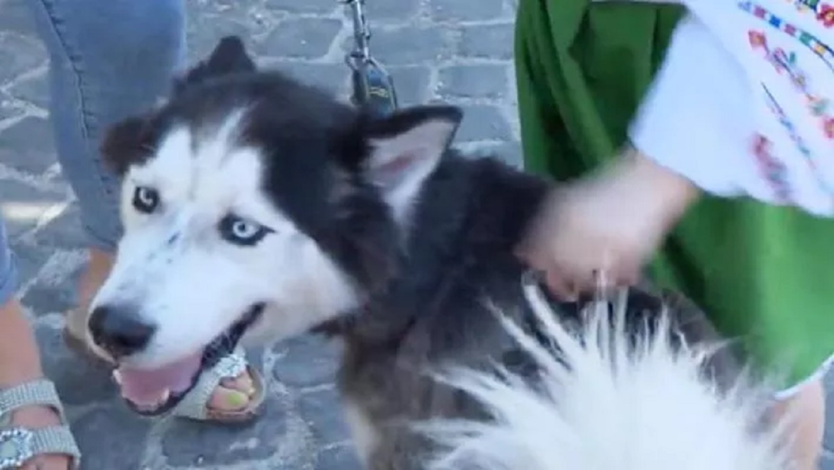 Cane e bimba divisi dalla guerra