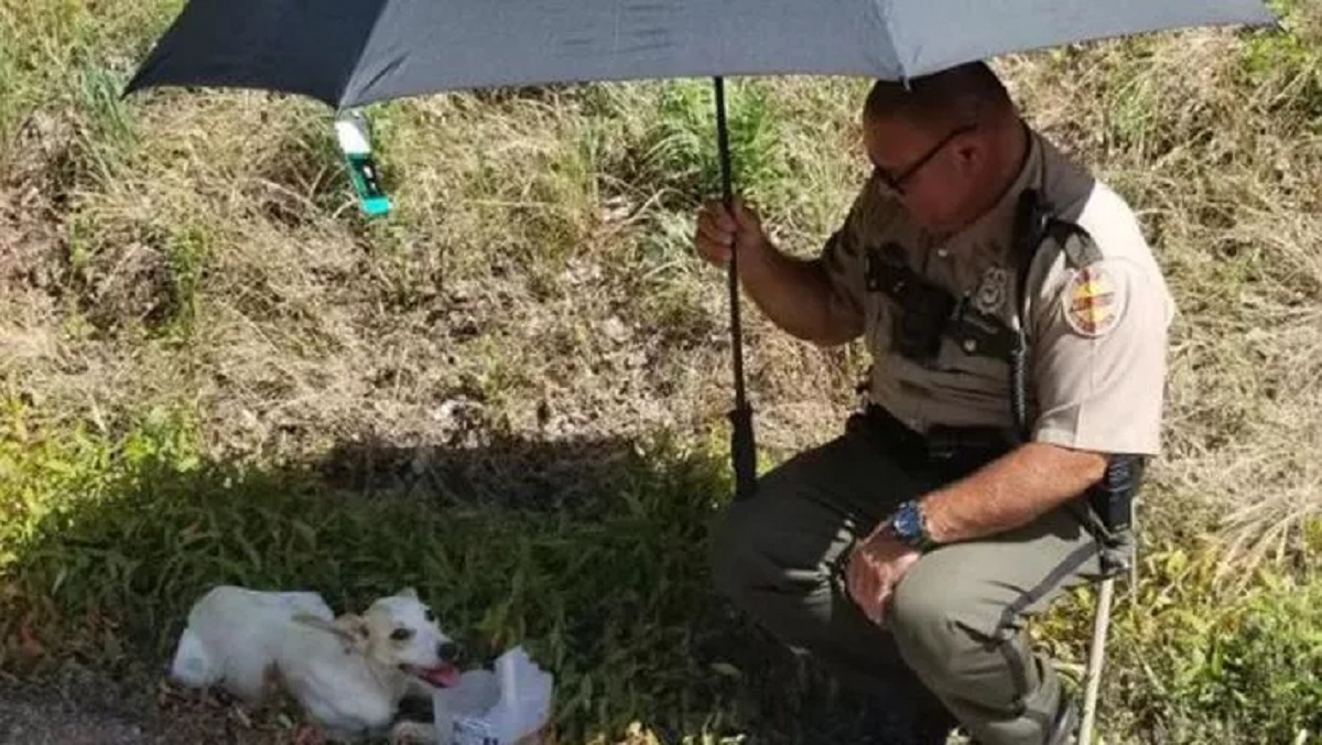 Policeman protects the dog in the sun