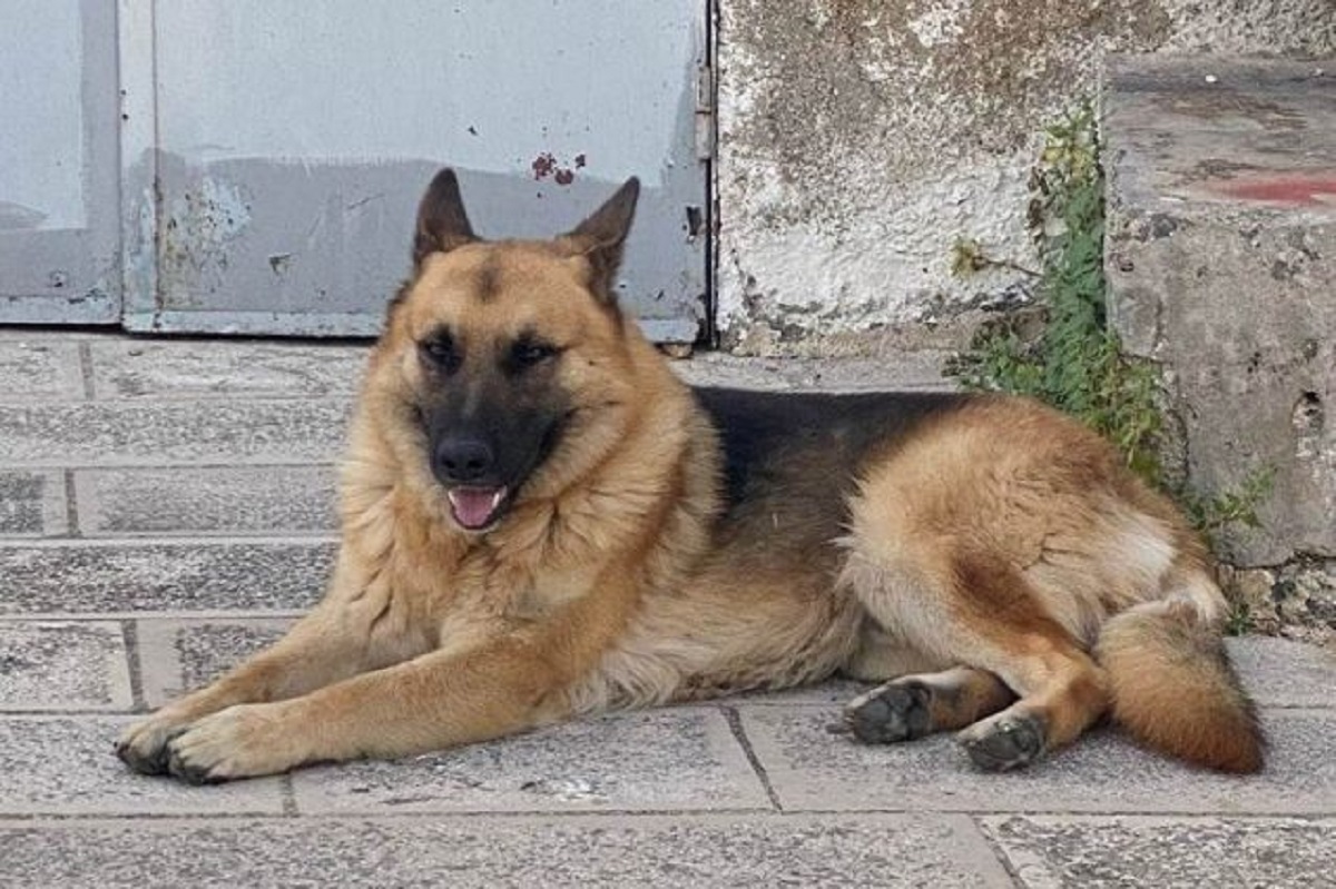 Pumo, il cane di Grottaglie è tornato a casa