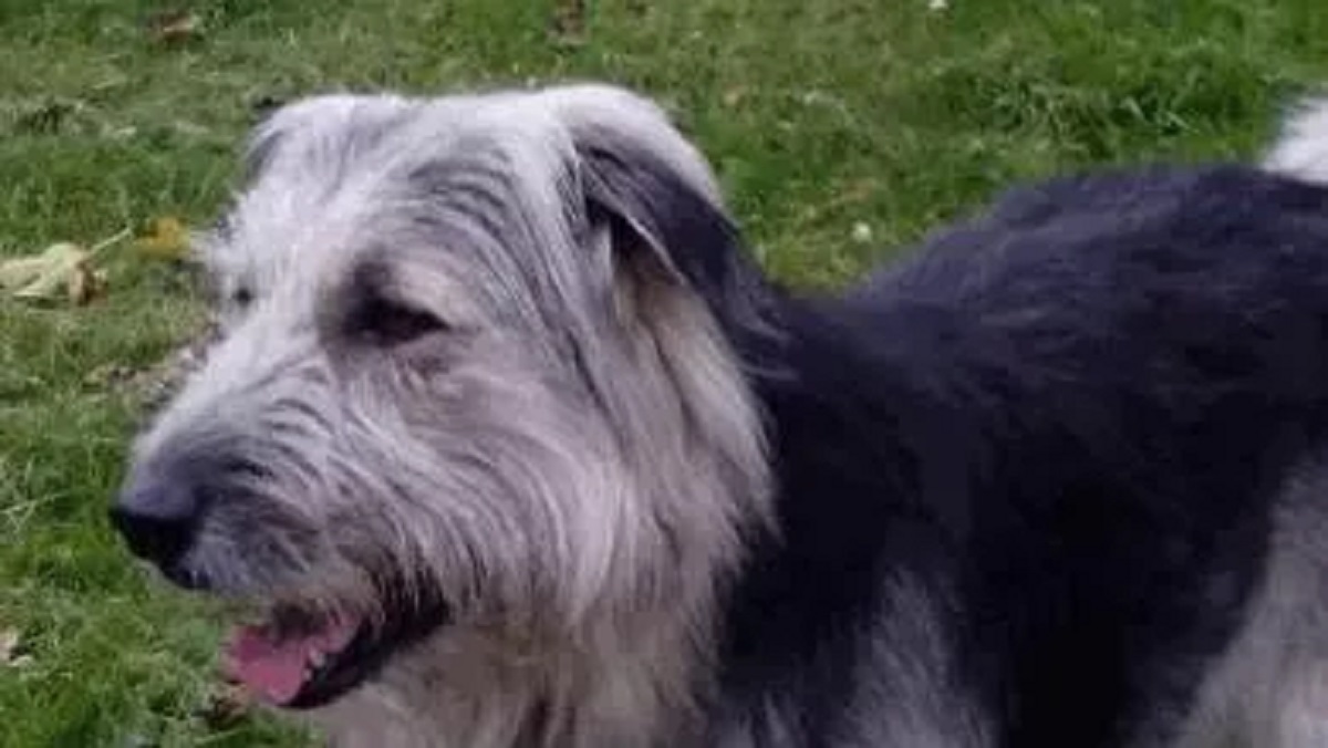 Morto il cane Teo