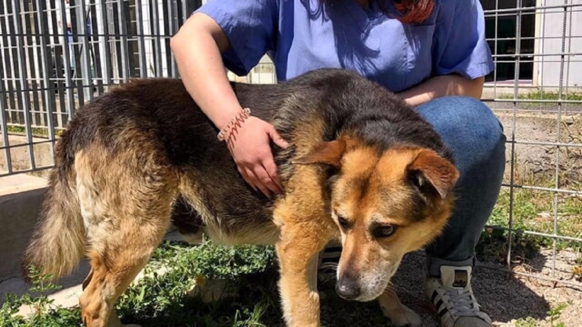 Totò il cane di Terrasini è morto