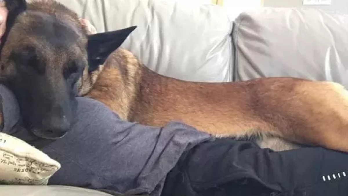 Morto il cane che ha difeso la proprietaria da un puma