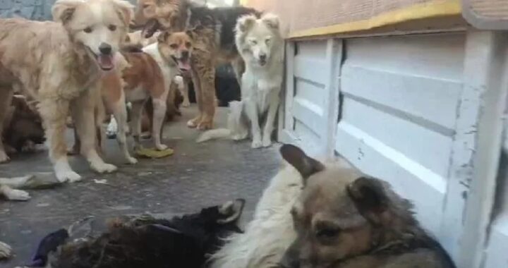 cani salvati dal Festival della carne di cane di Yulin