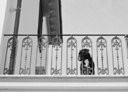 Cane abbandonato sul balcone a Nocera Inferiore