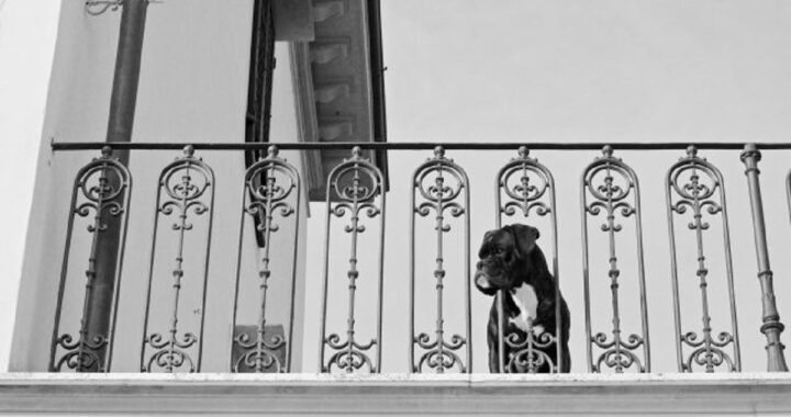 Cane abbandonato sul balcone a Nocera Inferiore