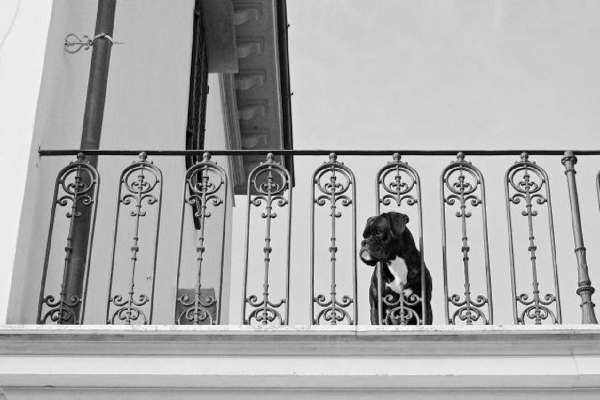 Cane abbandonato sul balcone a Nocera Inferiore