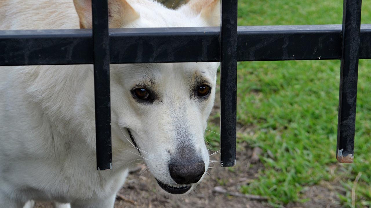 Come calmare un cagnolino spaventato