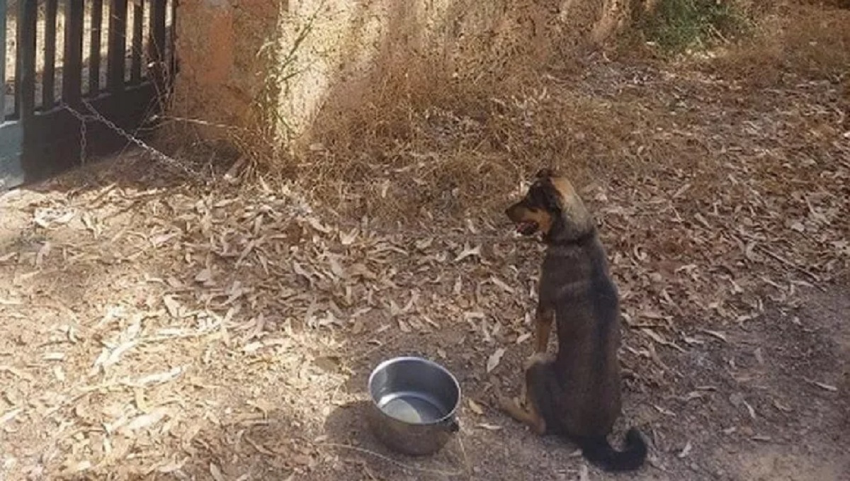 Cucciolo abbandonato legato al cancello di un rifugio in Salento
