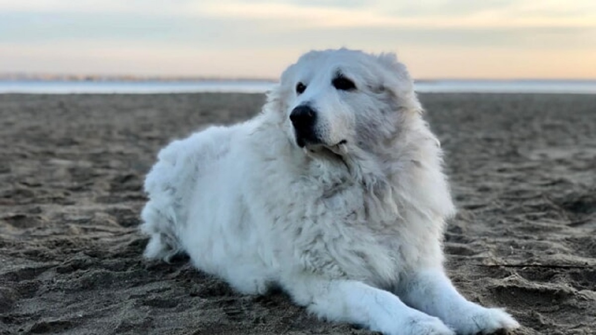 Cane di quartiere di Bari: i cittadini dicono addio per sempre a Henry