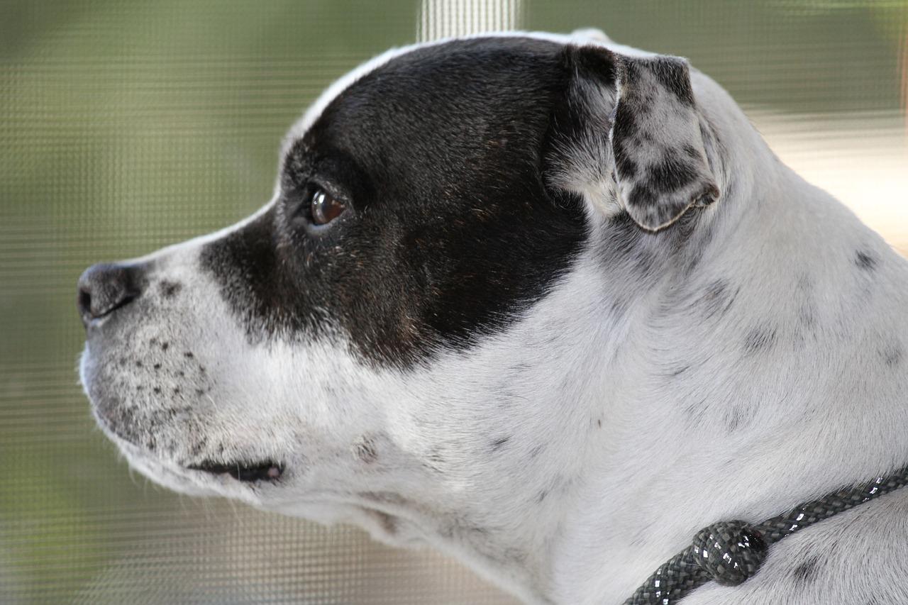 Staffordshire bull terrier