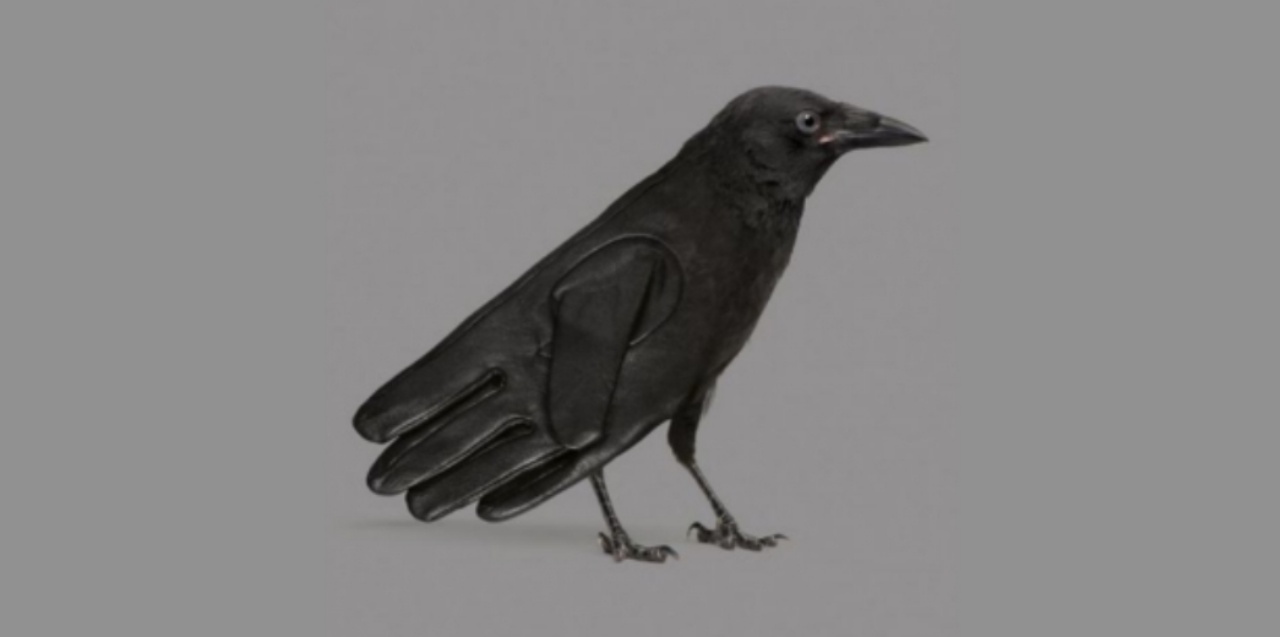 corvo o guanto