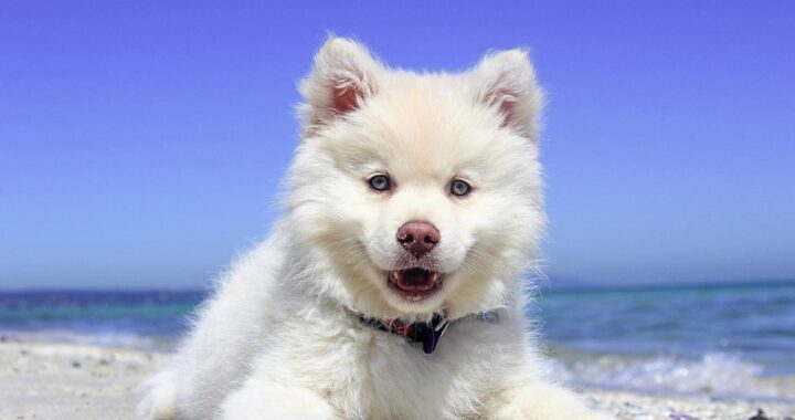 cani